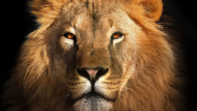 10 con sư tử đực mạnh mẽ nhất trong lịch sử | Báo Dân trí