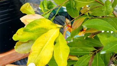 6 Nguyên nhân cây Mai bị vàng lá & Cách chăm sóc kịp thời