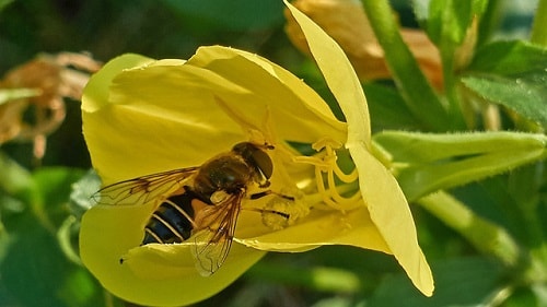 Các loại ong thường gặp ở Việt Nam và trên Thế Giới – Nên Đọc