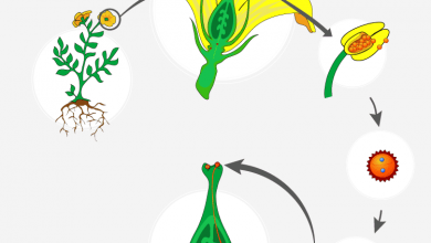 Thụ phấn là gì? Quá trình thụ phấn và Các loại thụ phấn – Cổng Thông Tin Đại Học, Cao Đẳng Lớn Nhất Việt Nam