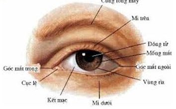 Cấu tạo mắt và cơ chế hoạt động của mắt | VIAM
